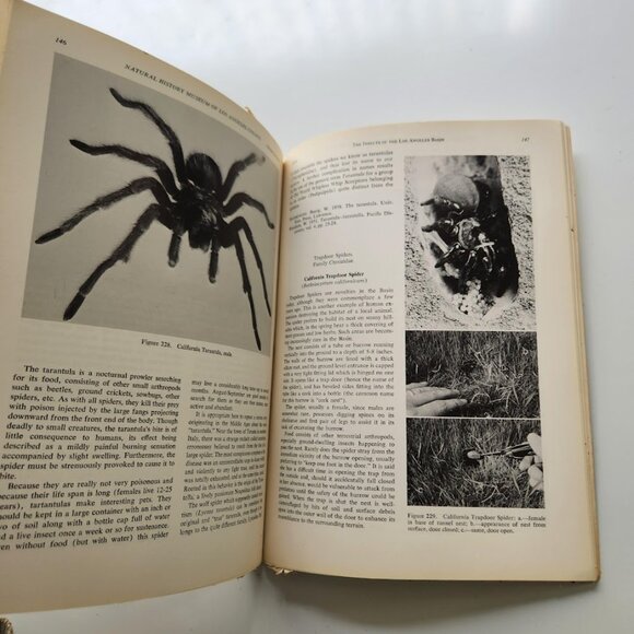 The Insects of the Los Angeles Basin Vintage Book by Charles L. Hogue 19… - Picture 9 of 16